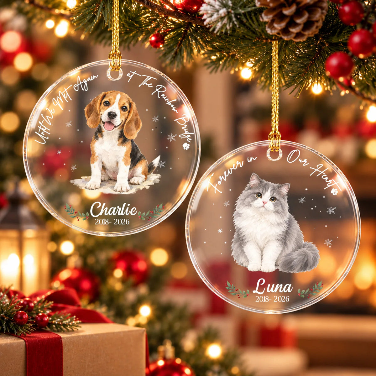 dog 4.webp