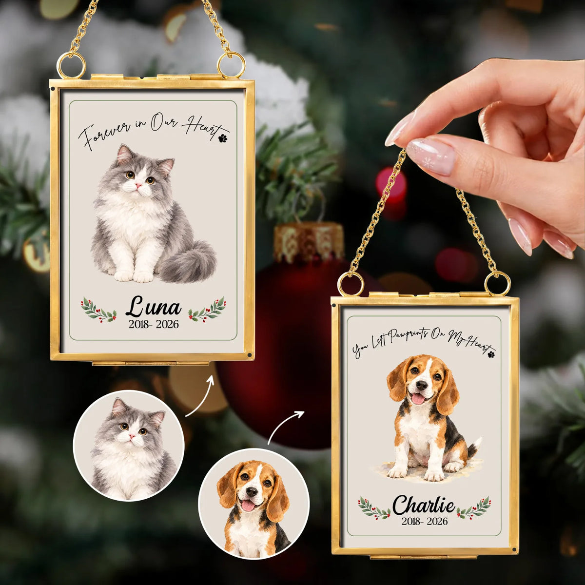 dog 6.webp
